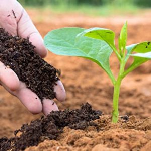 vermicompost Tofoh