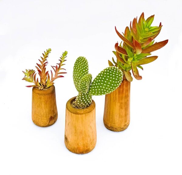 Bamboo Planter and Succulent Combo - Set of 3