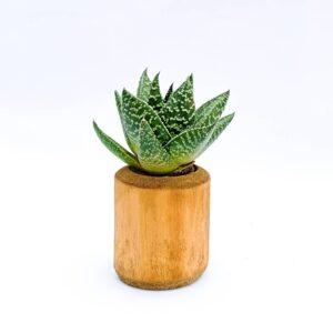 Bamboo planter with Succulent Gasteraloe