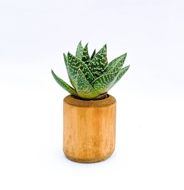 Bamboo planter with Succulent Gasteraloe