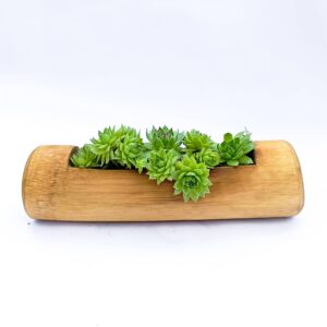 Flat Bamboo Planter with Succulent Common Houseleek