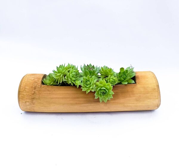 Flat Bamboo Planter with Succulent Common Houseleek