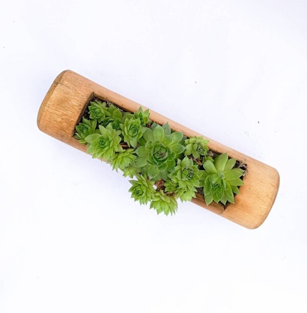 Flat Bamboo Planter with Succulent Common Houseleek (top view)