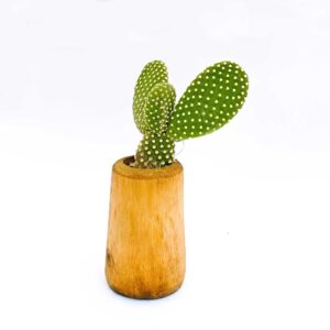 Himalayan Bamboo planter with succulent (Bunny Cactus)