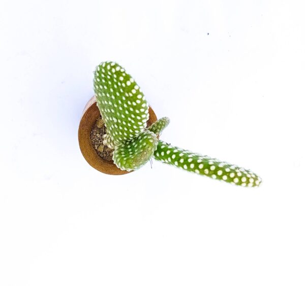 Himalayan Bamboo planter with succulent (Bunny Cactus) top view