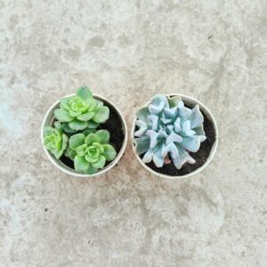 Live succulent plant combo