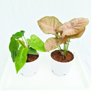 air purifier indoor plants