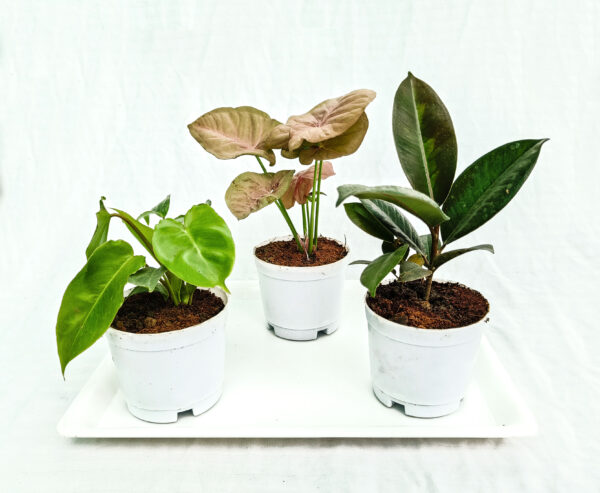 air purifying indoor plants combo