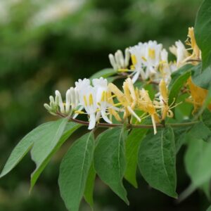 Honeysuckle plant