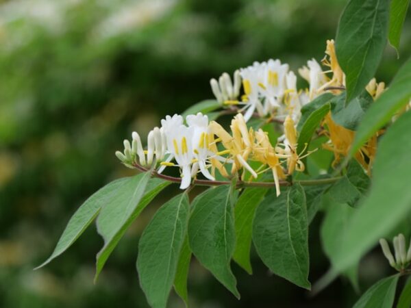 Honeysuckle plant