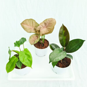 Air purifying indoor plants