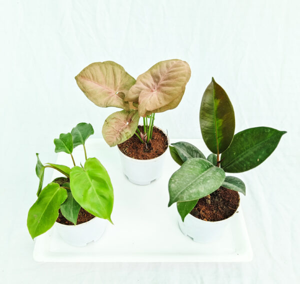 Air purifying indoor plants