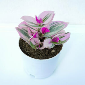 Pink Wandering Jew