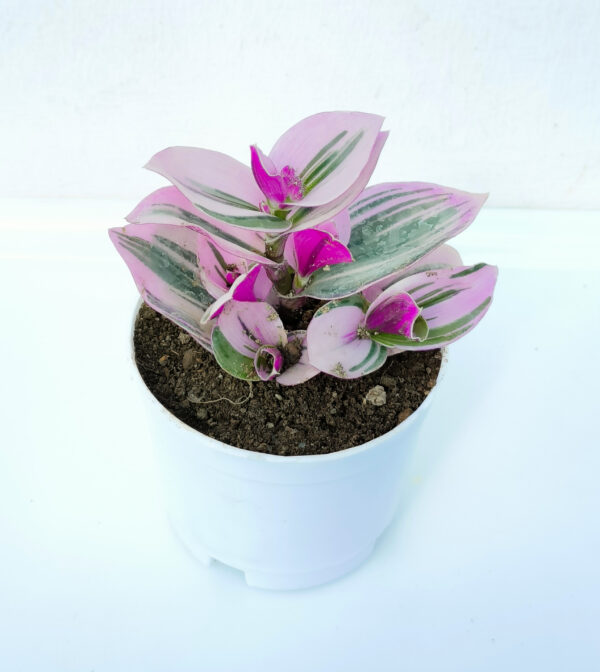 Pink Wandering Jew